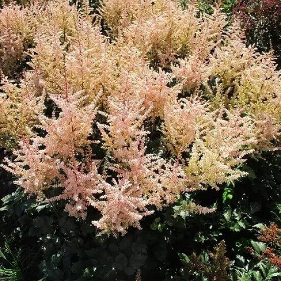 Astilbe 'Spot Light'